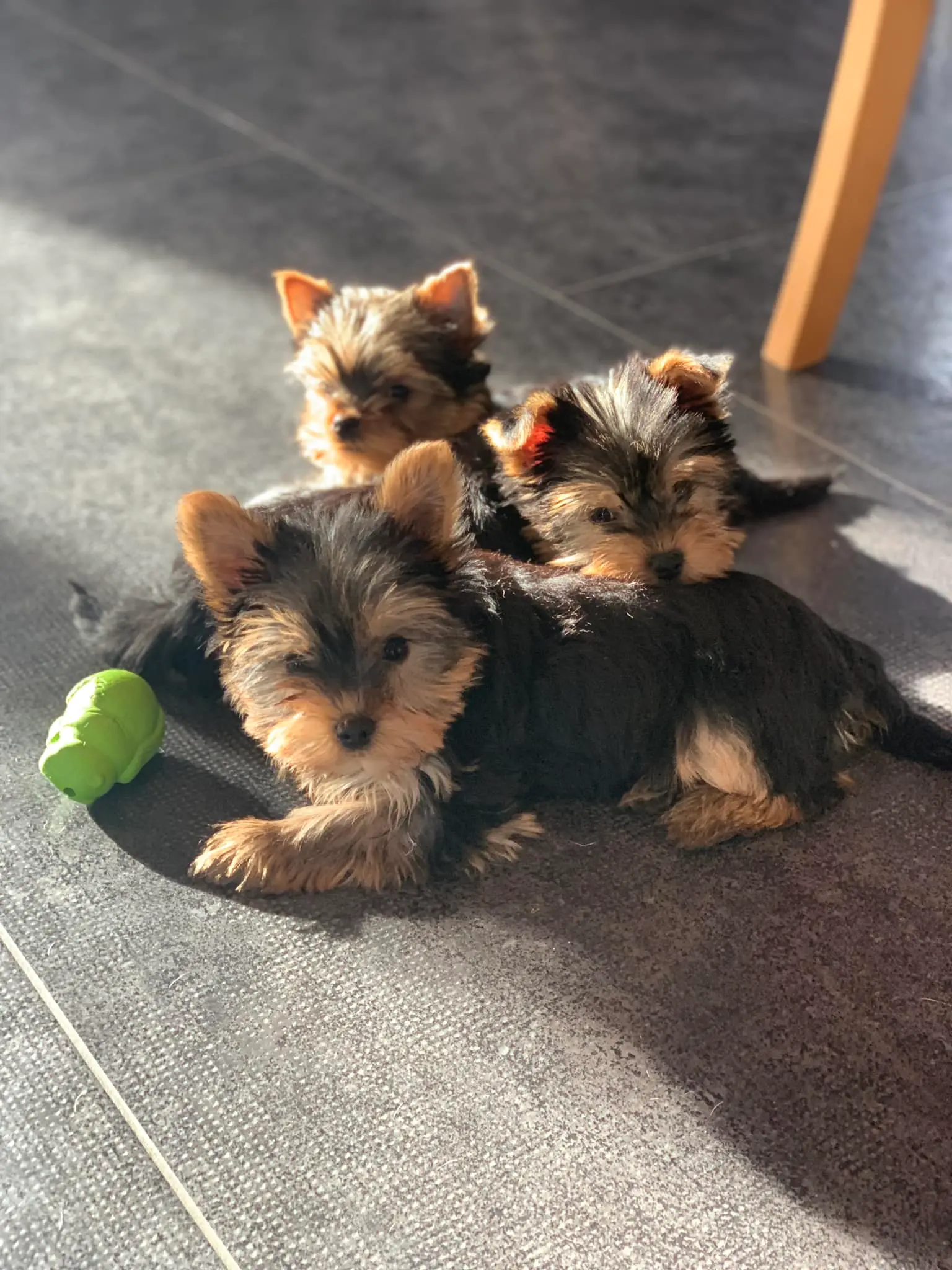 Cachorro Yorkshire Terrier miniatura