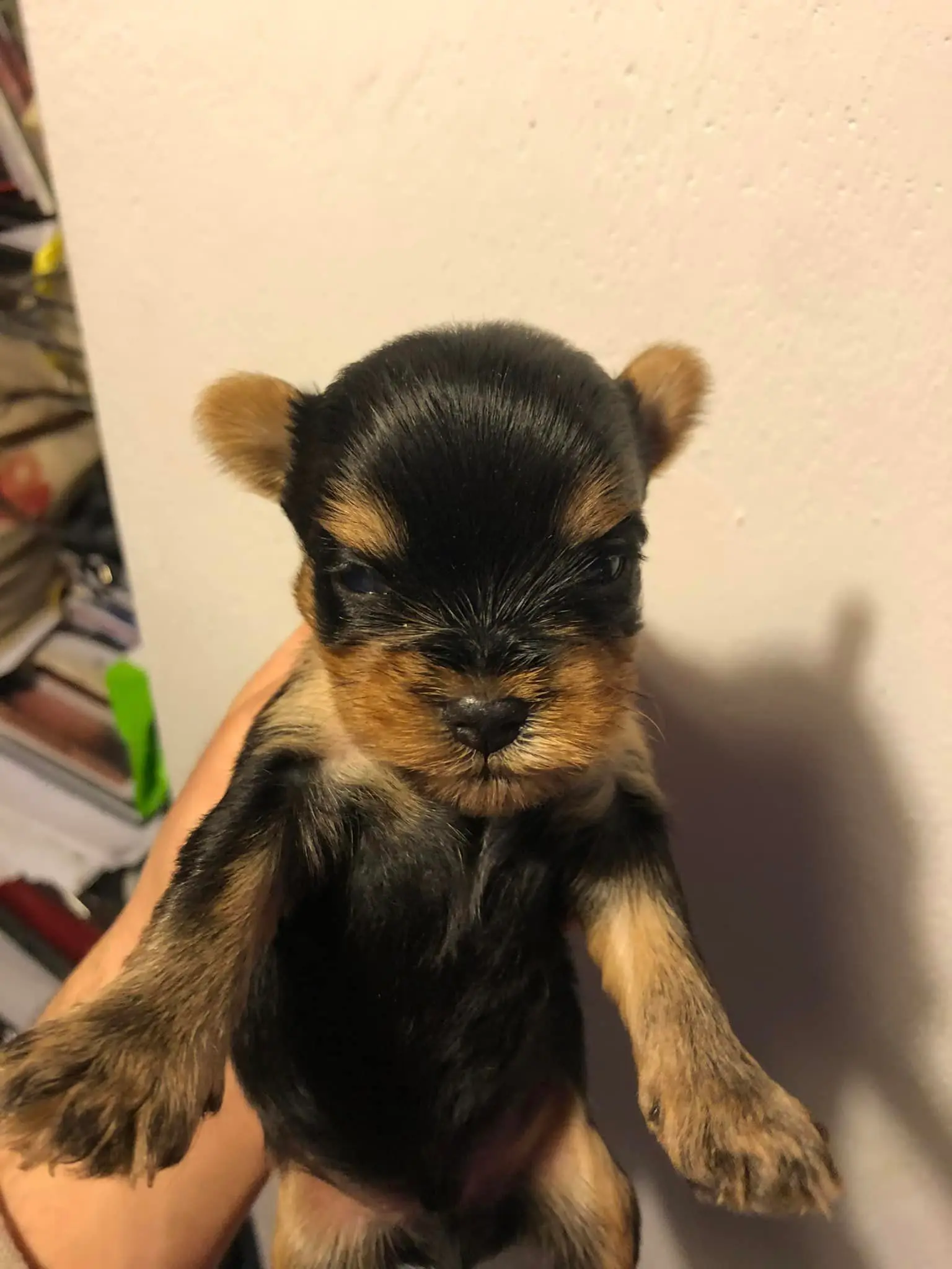 Yorkshire Terrier cachorro pelaje sedoso