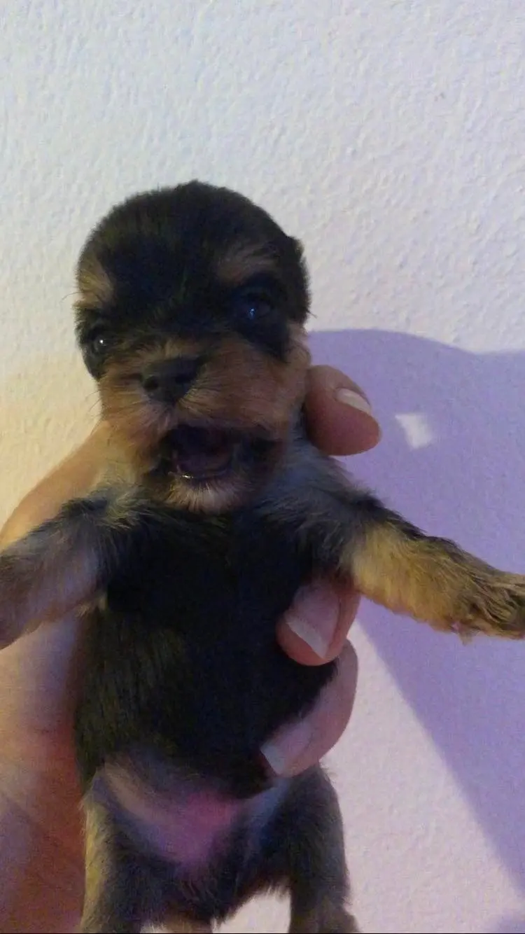 Cachorro Yorkshire en familia
