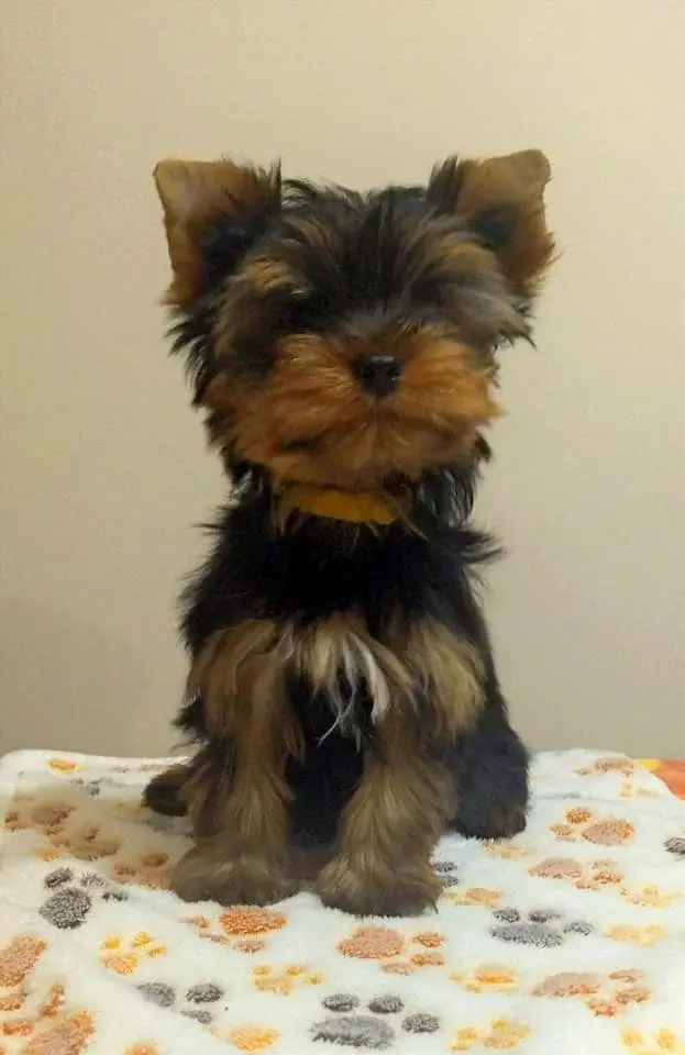 Yorkshire Terrier miniatura Chile