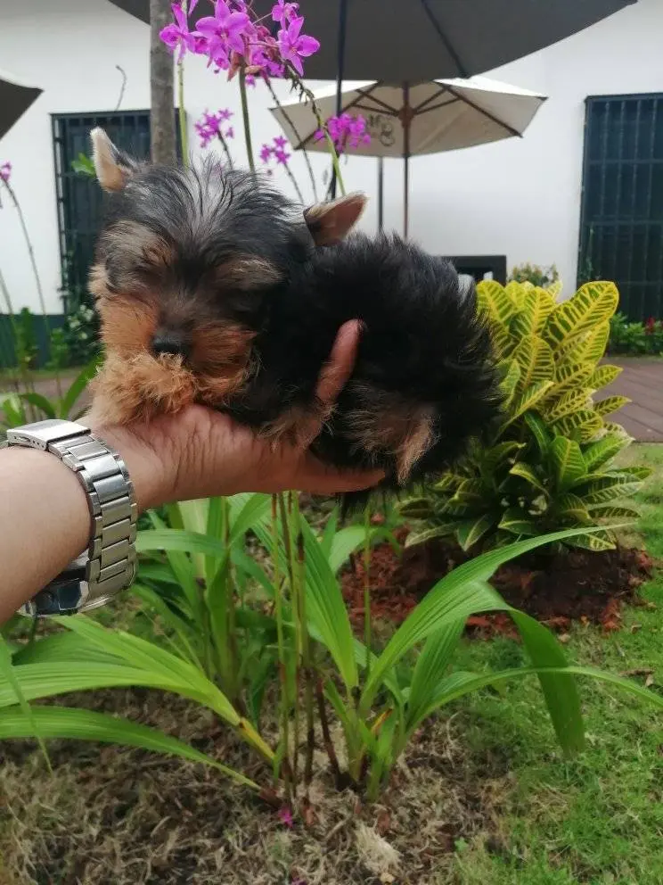 Yorkshire cachorro adorable