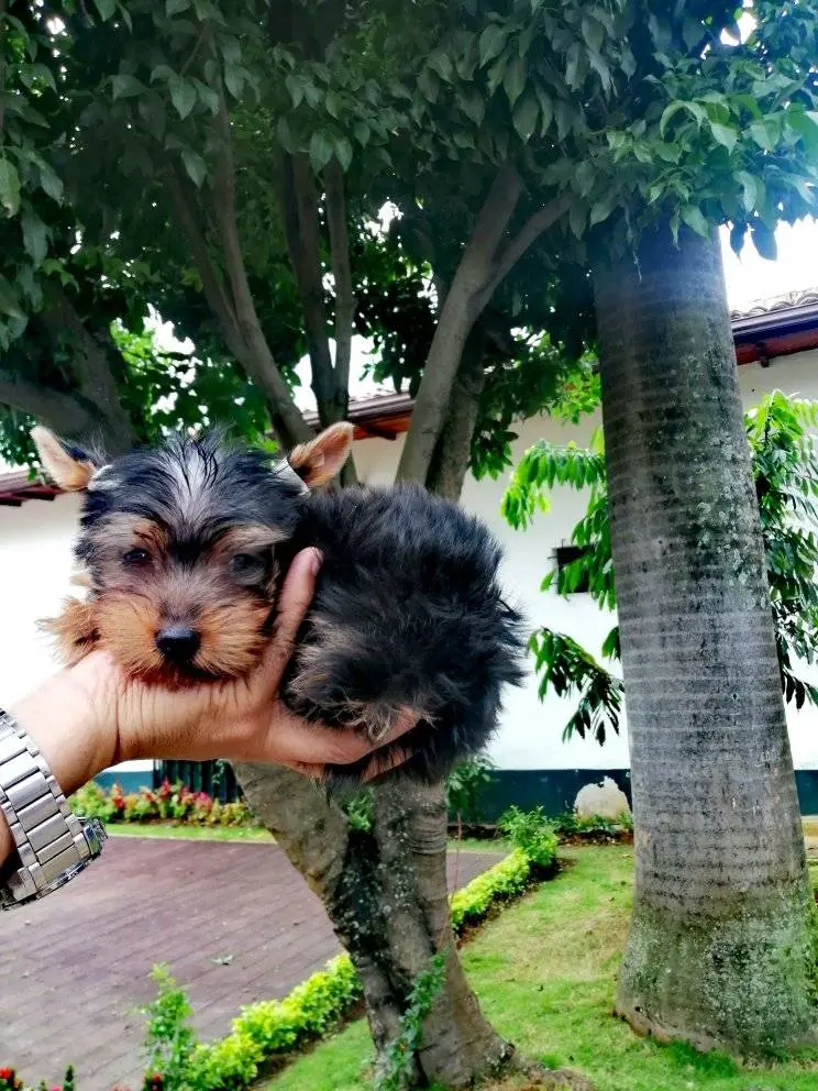 Yorkshire Terrier juguetón