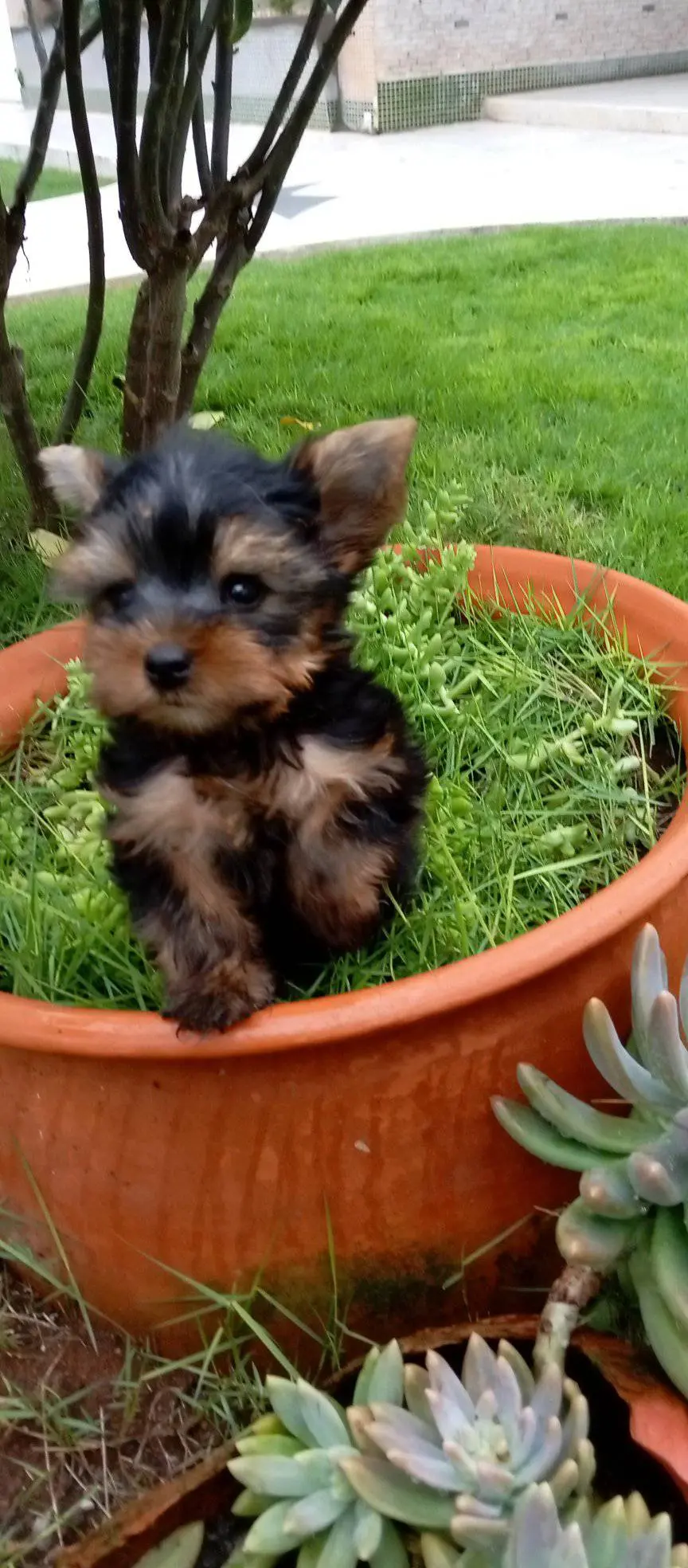 Cachorro Yorkshire disponible Chile