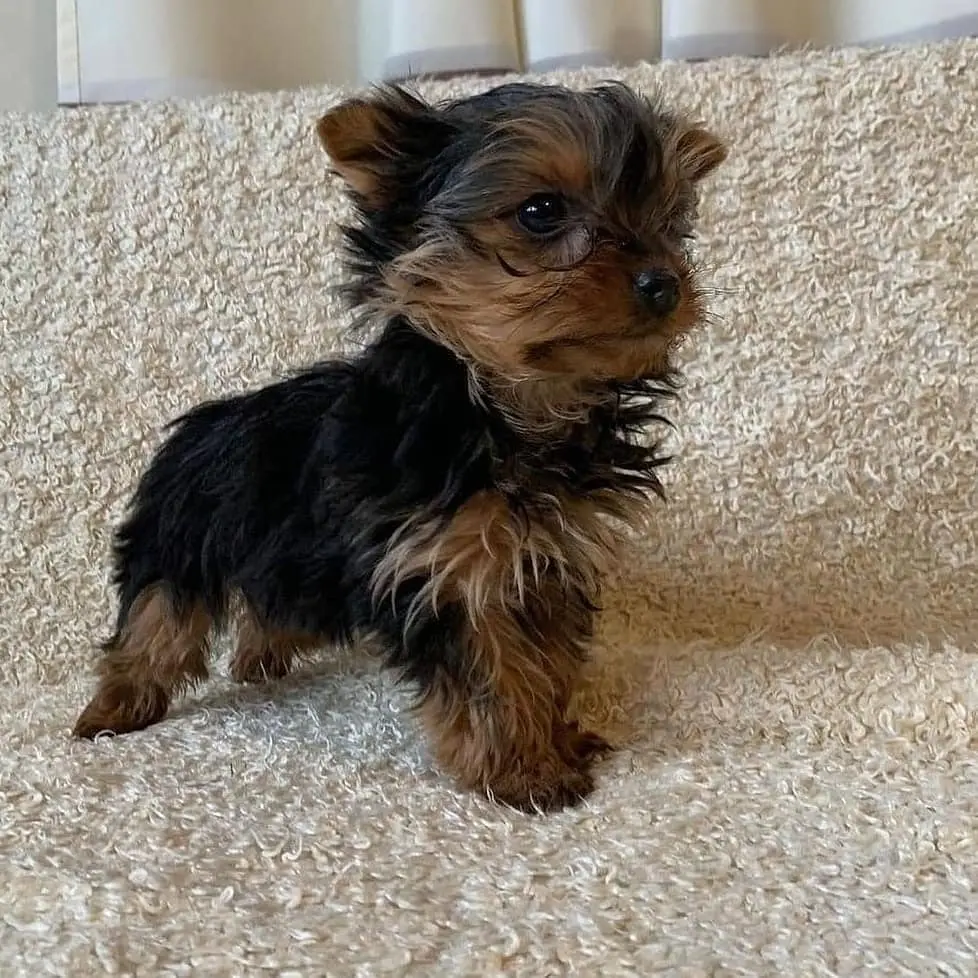 Yorkshire Terrier Chile venta